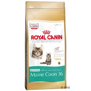 Royal Canin Kitten Maine Coon 36