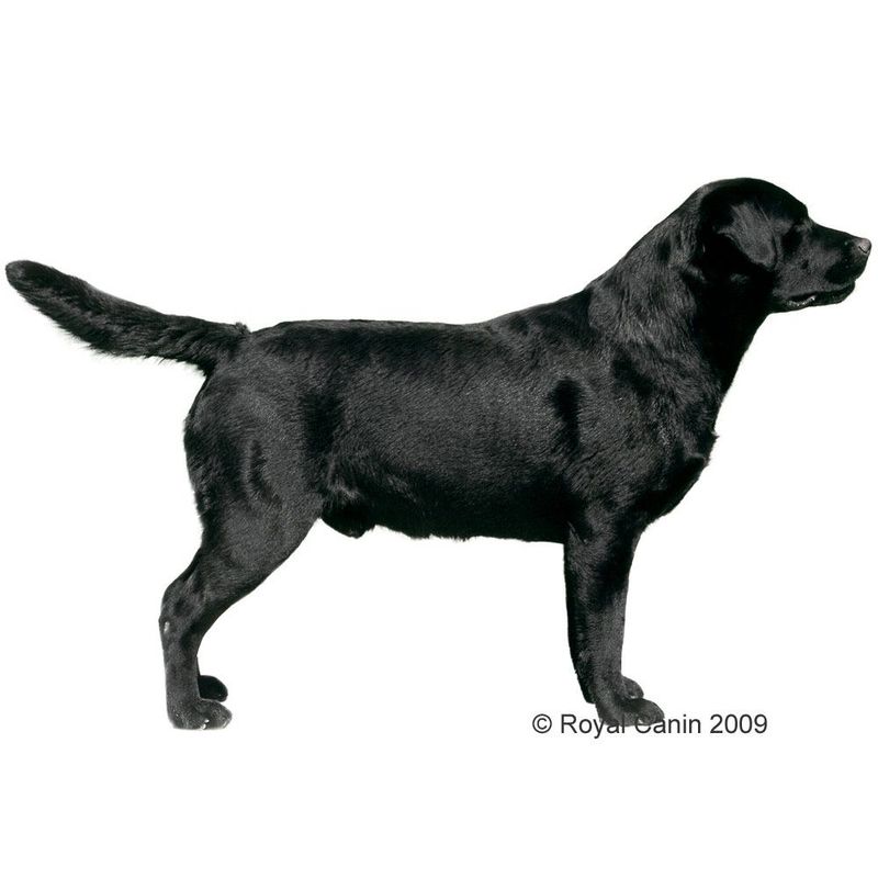 Naturediet Dog Food How Much To Feed Naturediet Dog Food How Much To Feed