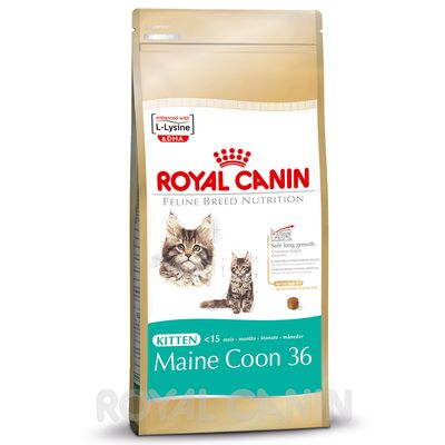 Royal Canin Maine Coon Kitten | Great deals at zooplus!