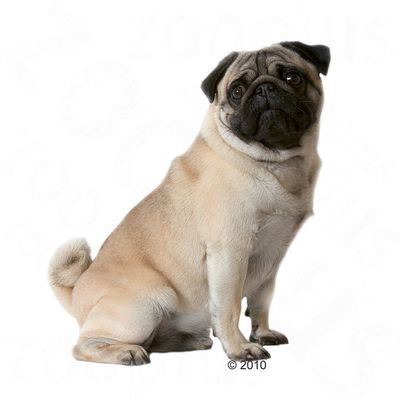 royal canin pug food feeding guide royal canin pug free p p on orders 163 29 at zooplus royal canin pug food feeding guide royal canin pug free p p on orders 163 29 at zooplus