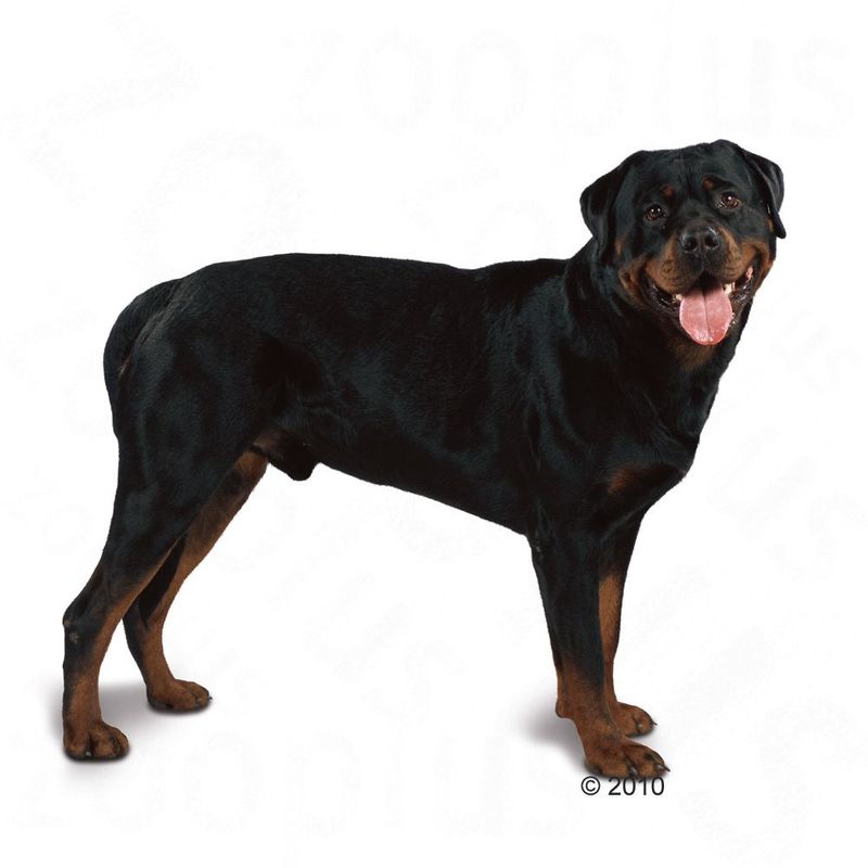 royal canin rottweiler rottweiler 26 zoohit katalog 2017 royal canin rottweiler rottweiler 26 zoohit katalog 2017