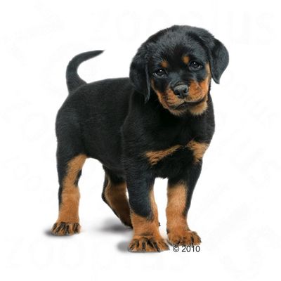 royal canin rottweiler food review royal canin rottweiler junior free p p on orders 163 29 at zooplus royal canin rottweiler food review royal canin rottweiler junior free p p on orders 163 29 at zooplus