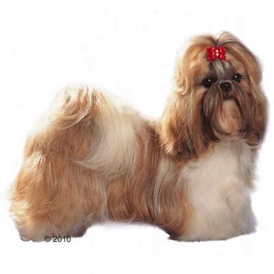 what to feed a shih tzu royal canin shih tzu free p p on orders 163 29 at zooplus what to feed a shih tzu royal canin shih tzu free p p on orders 163 29 at zooplus