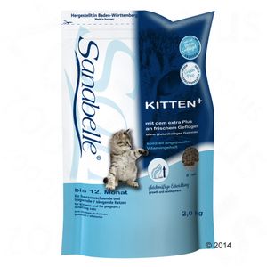 Sanabelle Kitten