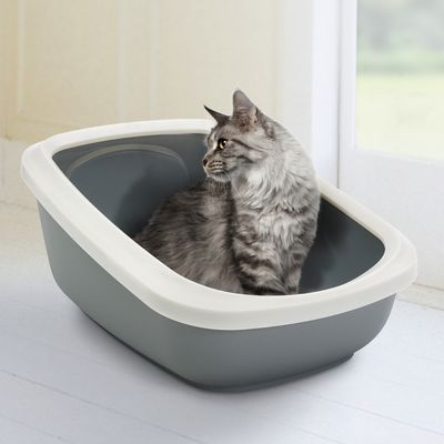 katzenklo mit hohem rand