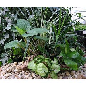 Terrariumplanten assortiment