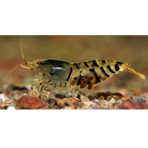 Tijgergarnaal Wildzang - Caridina cantonensis var. Tiger