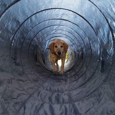 agility tunnel trixie agility tunnel g 252 nstig bei zooplus agility tunnel trixie agility tunnel g 252 nstig bei zooplus