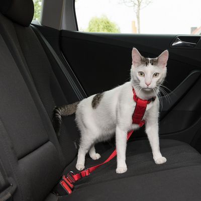 Atta Cat Cat Food Reviews Atta Cat Cat Food Reviews