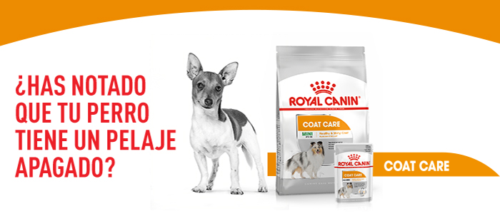 Royal Canin Coat Care comida húmeda para perros