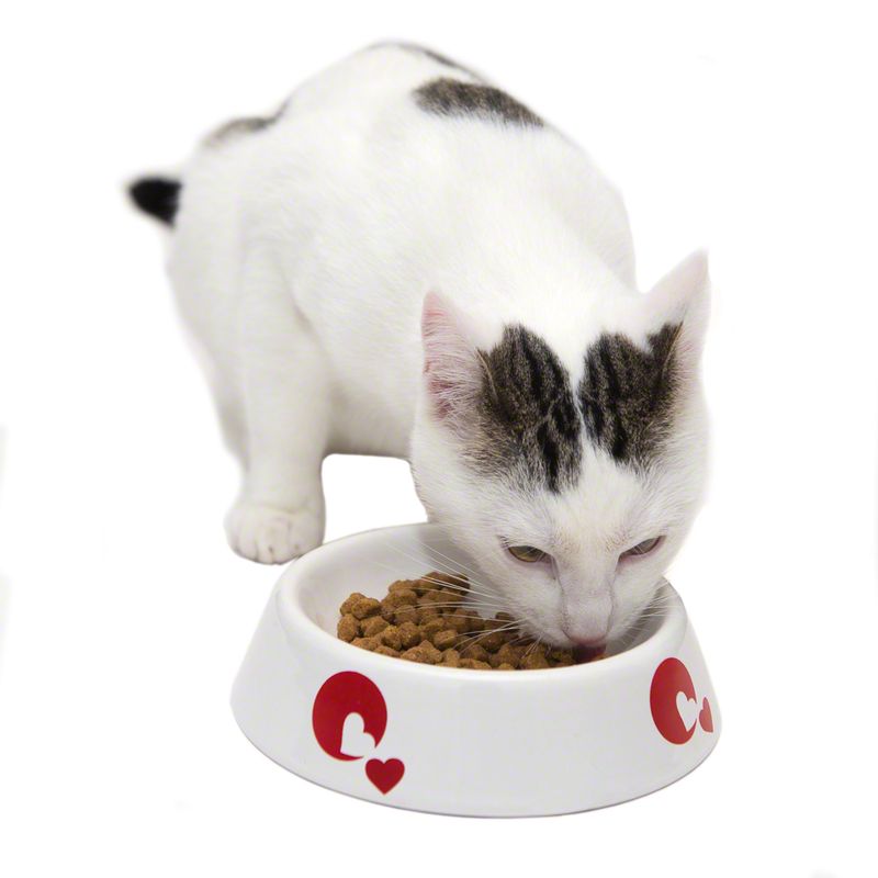 zoolove Shallow Ceramic Pet Bowl Dog Bowls & Feeders at zooplus