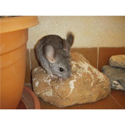 CHINCHILLA