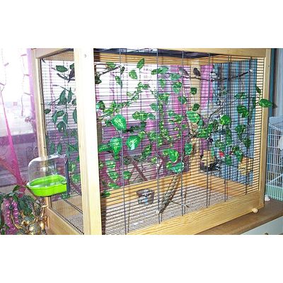 cage diana pour mes mandarins, moineaux du japon et bec d'argent.