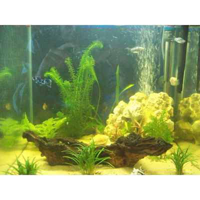Acuario 65x65x65