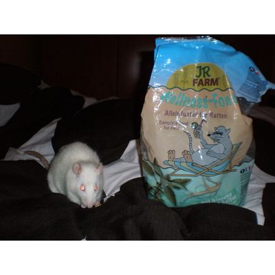 Ratten