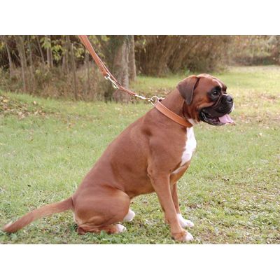 LORD con su collar y correa nuevos