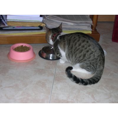 La comida es importante