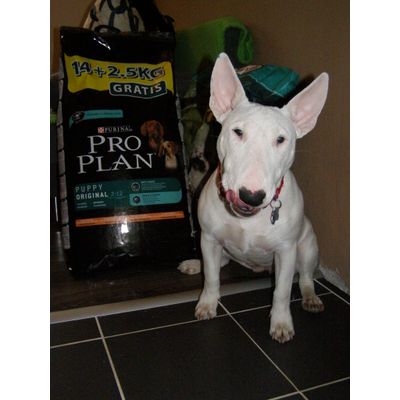 Pro Plan pre našu kočku.