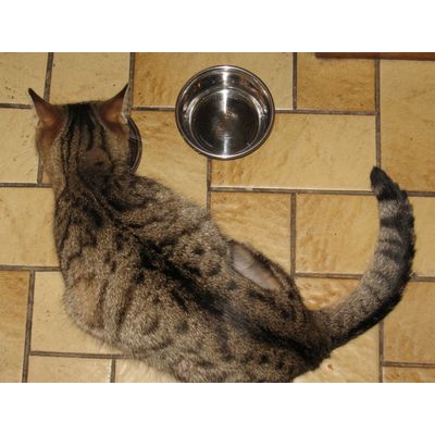 Une gamelle adaptée pour ma chatte