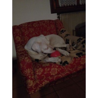 Palla boomer