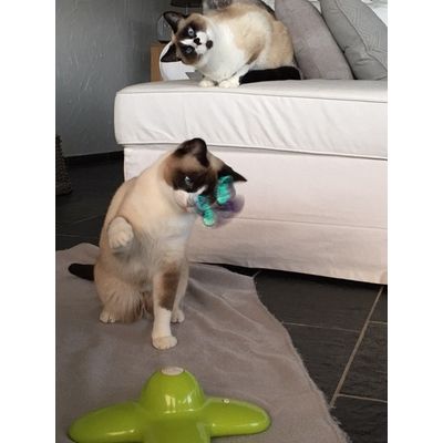 accesorii si jucarii pisici