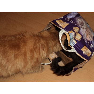 Zwirek Cat's Best Nature Gold super,torba po zwirku dobra do zabaw