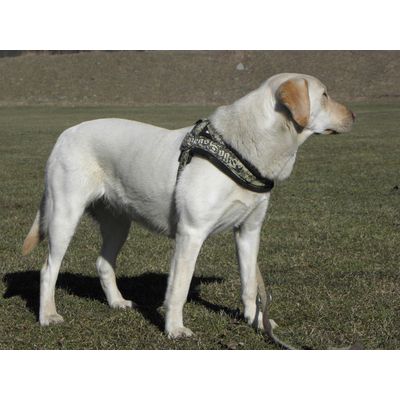 Moje labradorka Pretty Alice
