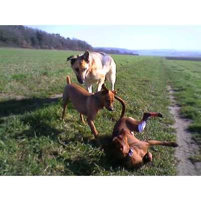 Des chiens heureux avec Spot-On de Trixie!