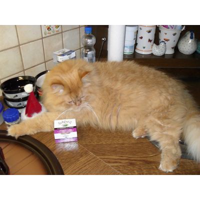Teddy hat sich sein Futter selbst ausgesucht ...