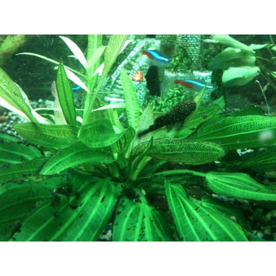 MES PLANTES