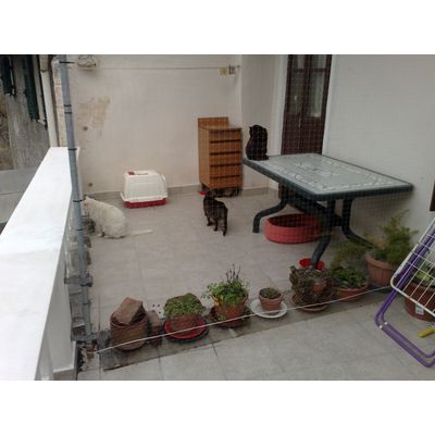 gati sul terrazzo 2