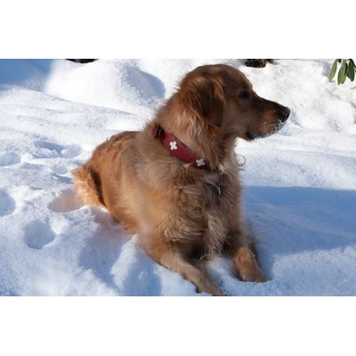zima