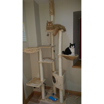 Pheobe and Artemis loving their tree