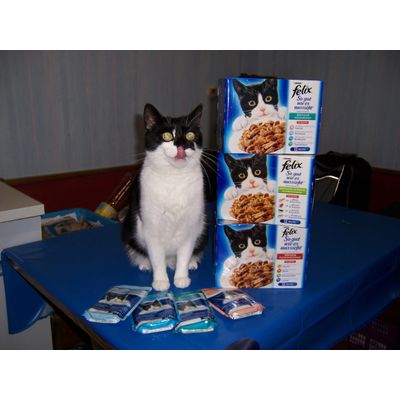 Shiva frisst am allerliebsten Felix so gut wie es aussieht