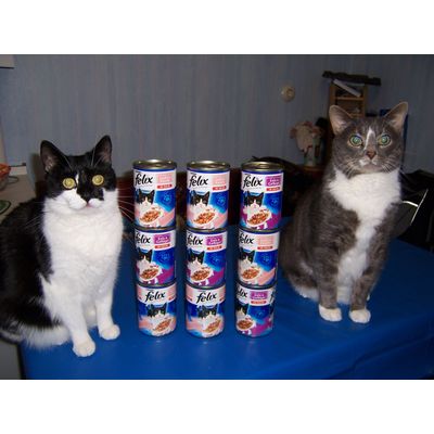 Cosmo und Shiva finden Felix Dosen lecker