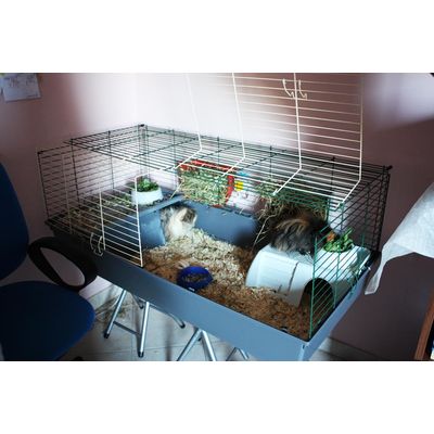 Poncho & Simba in the new apartment!