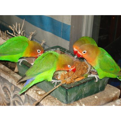 Comiendo mijo, les encanta