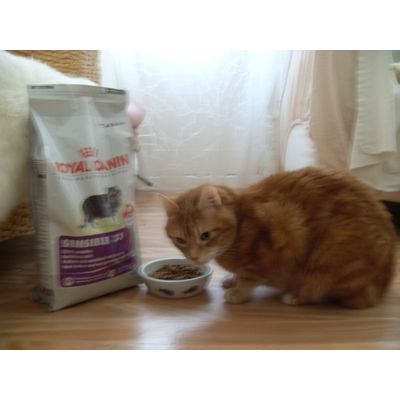Romeo und sein Lieblingstrockenfutter