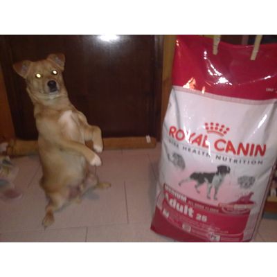 mica male ste ROYAL CANIN :-)