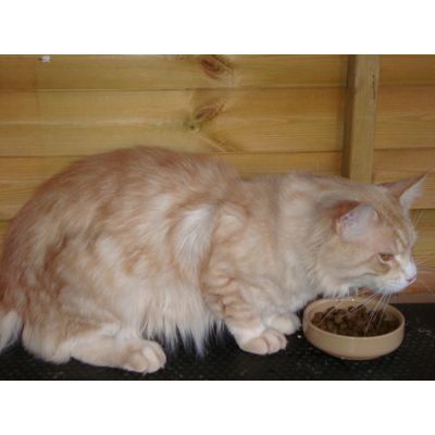 Acoonamatata Fire in the sky munching  Royal Canin Maine Coon 31