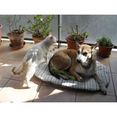 amici su Lindo di Zooplus