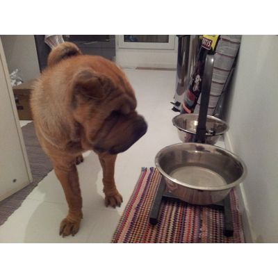 porte gamelle pr shar pei