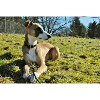 Collier en cuir pour chien Heim