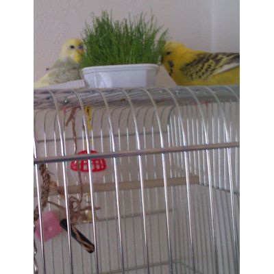 grass love