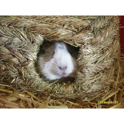 La maison en herbe de Vanille tout confort pour les grosss siestes