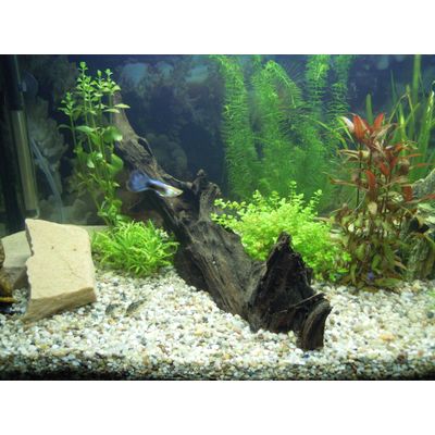 Mangrovenwurzel im Aquarium