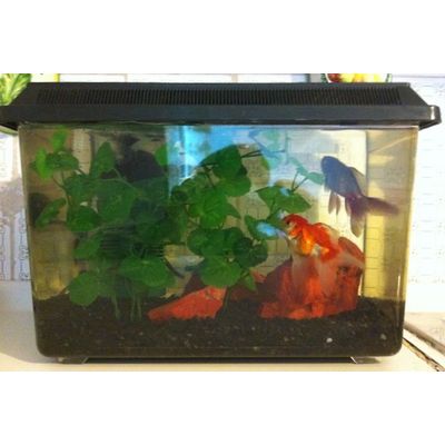 Aquarium