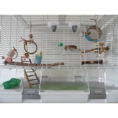 A very happy little Budgie