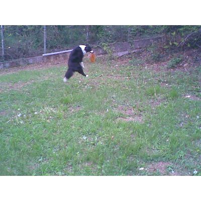 Nika e il suo frisbee
