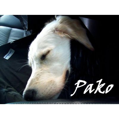 Petite pose dodo pour Pako